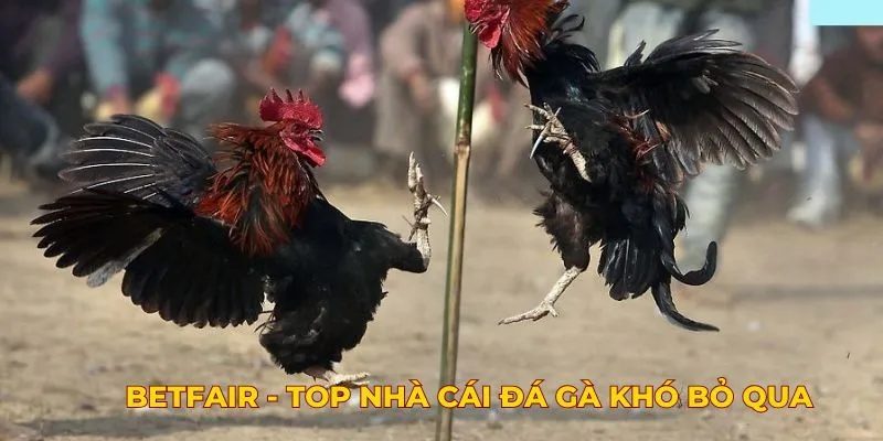 Betfair - Top nhà cái đá gà khó bỏ qua