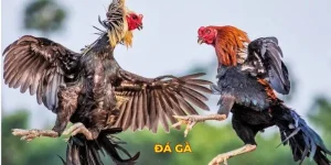 Nhà cái đá gà