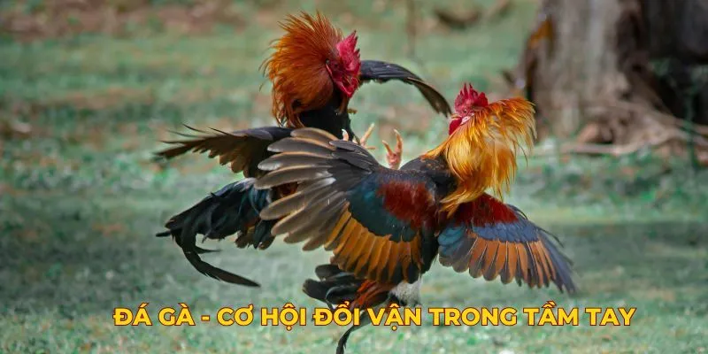 Đá gà - Cơ hội đổi vận trong tầm tay