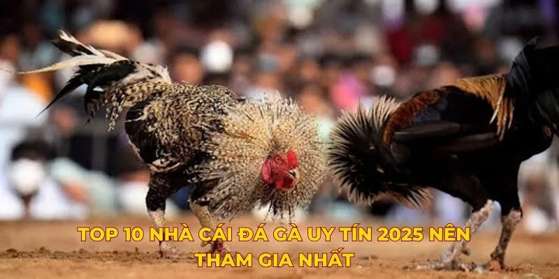 Top 10 nhà cái đá gà uy tín 2025 nên tham gia nhất